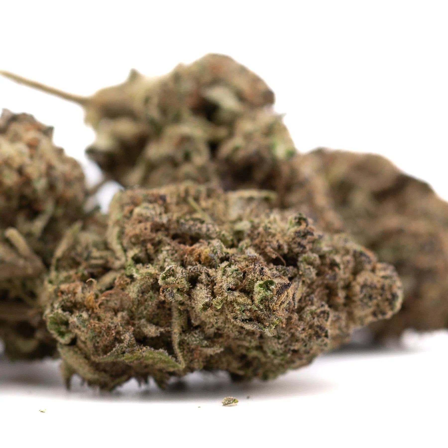 Premium Studio 54 THCa hemp flower bud with dense trichomes