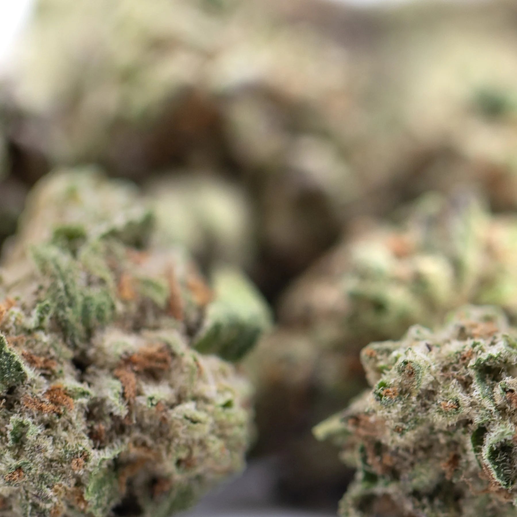 Green and orange hued subzero thca hemp flower buds with frosty texture and total cannabinoids for body melting effects