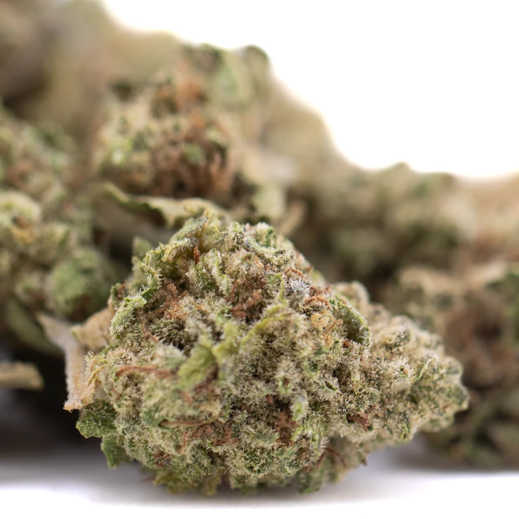 A dense green sugar thca greenhouse smalls cannabis bud with frosty trichomes and brown pistils from legendary cinderella