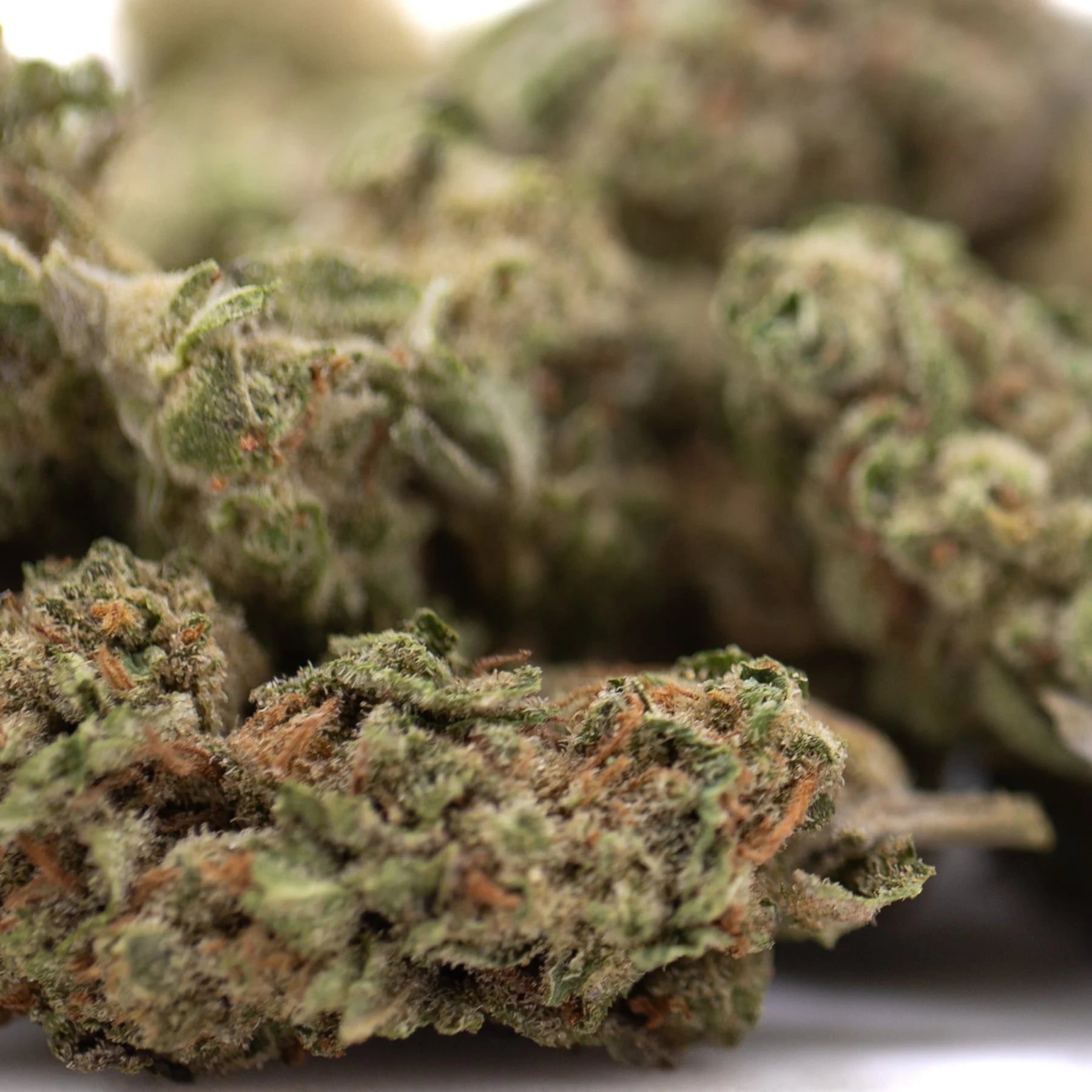 Green and orange-hued sugary chocolate cannabis buds with dense frosty texture from sugar thca greenhouse smalls wholesale