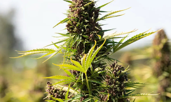 Ancient Uses of Cannabis