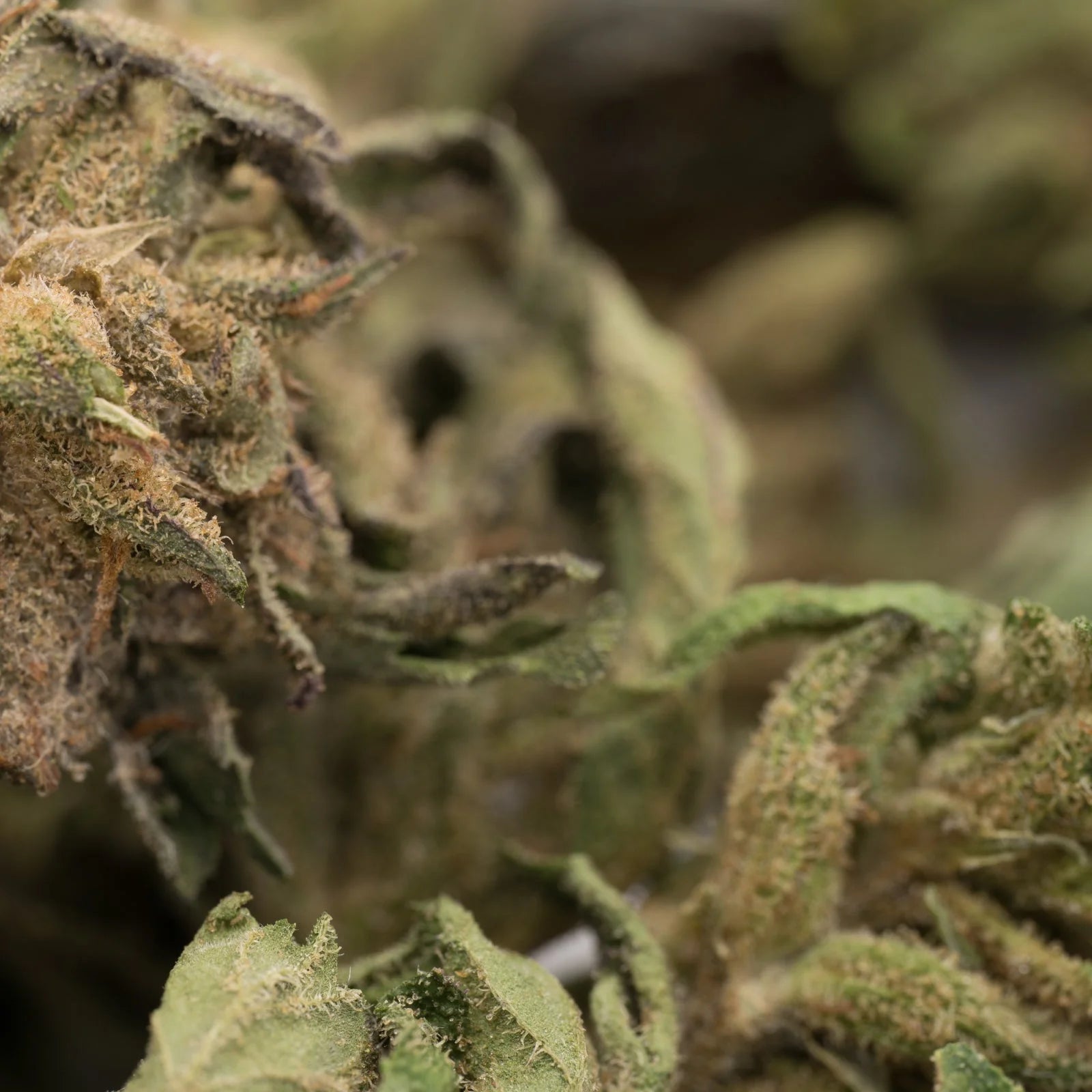 Tangelo THCa hemp flower smalls with green leaves and white trichomes