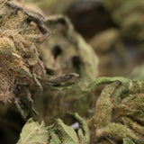 Tangelo THCa hemp flower smalls with green leaves and white trichomes