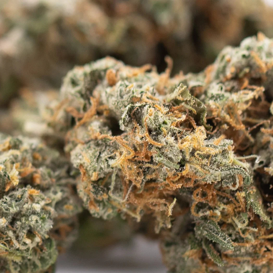Premium Thai OG THCa hemp flower bud with green orange trichomes