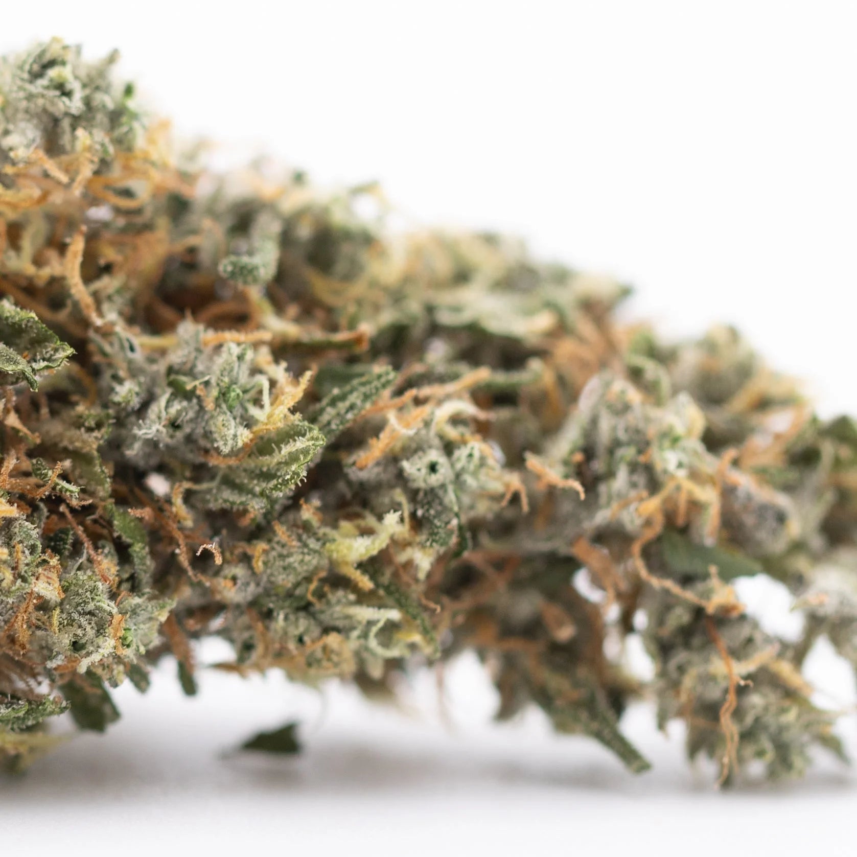 Premium Thai OG THCa hemp flower bud with dense trichomes