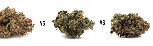 Lung Buster vs Lemon Cherry Gelato vs Purple Lemon Cake