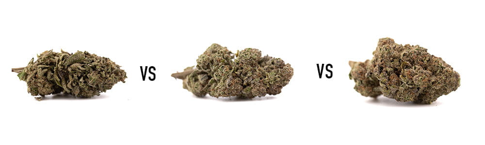 Comparing Daily Grape Halle Berry & Cali Burger: Best THCa