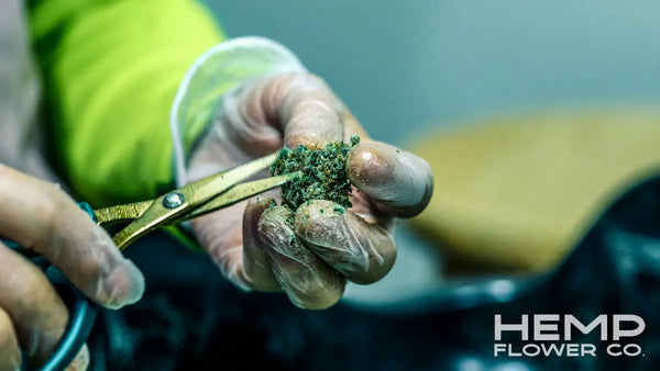 thca flower wholesale