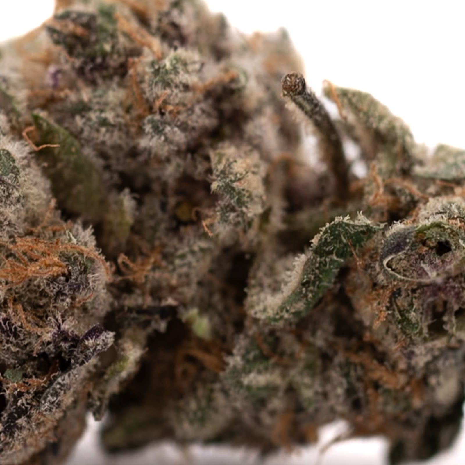 Tropical Paradise Indoor THCa Flower with trichome-rich cannabis bud, orange hairs, and purple hues