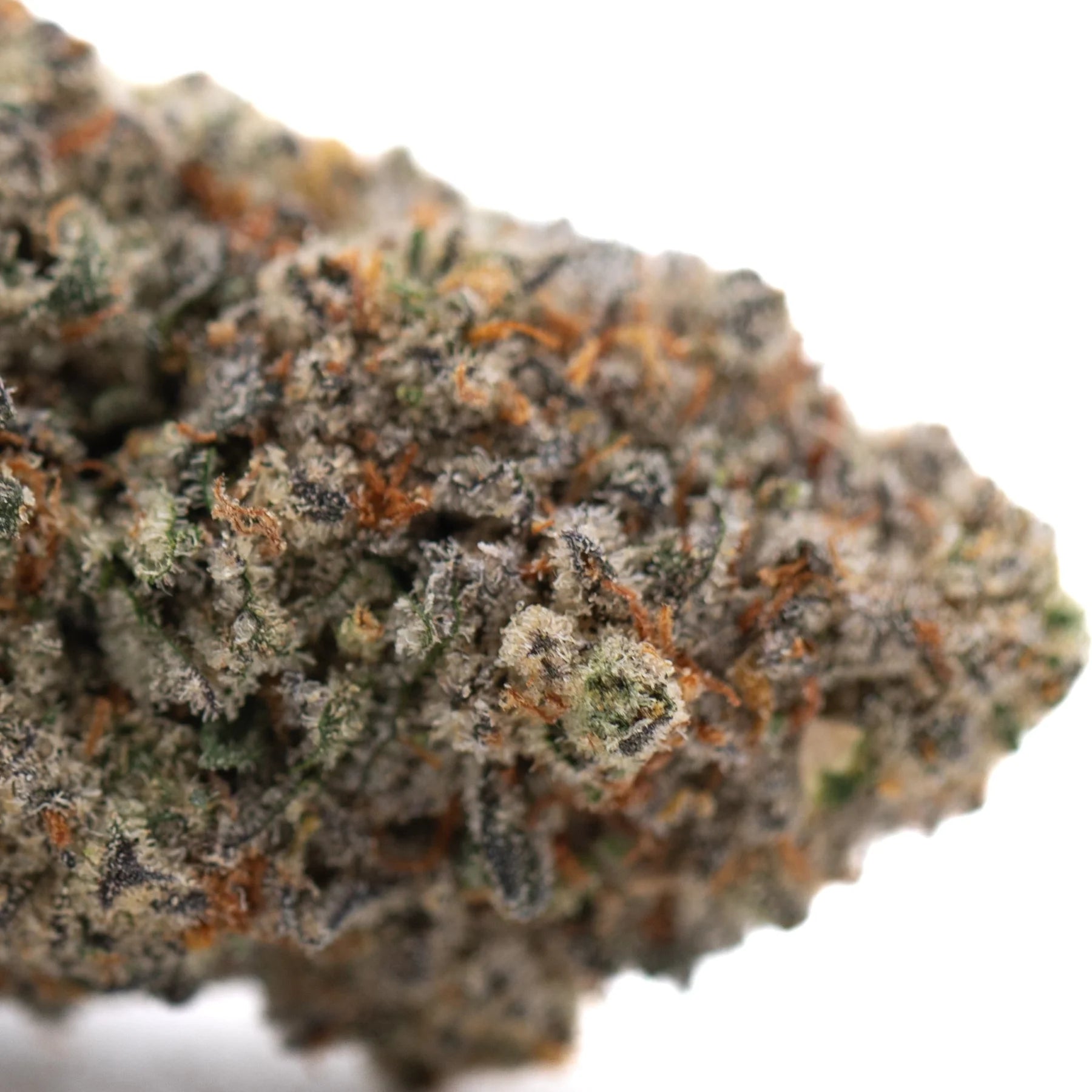 A dense tropical punch indoor thca flower bud with green and orange hues covered in frosty northern lights trichomes