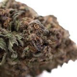 A dense greenhouse thca flower tropical punch hemp bud with green and purplish hues and visible terpene profiles