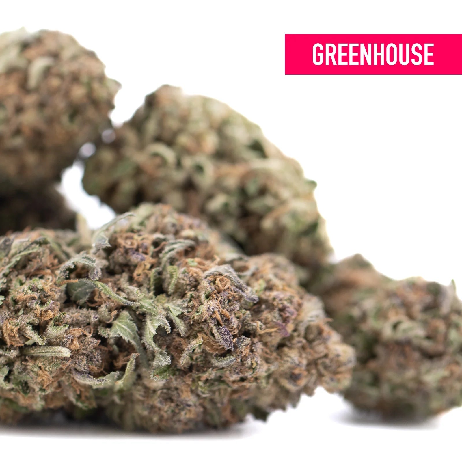 Tropical punch thca hemp flower by Greenhouse with dense textured buds in green brown and purple hues for wholesale