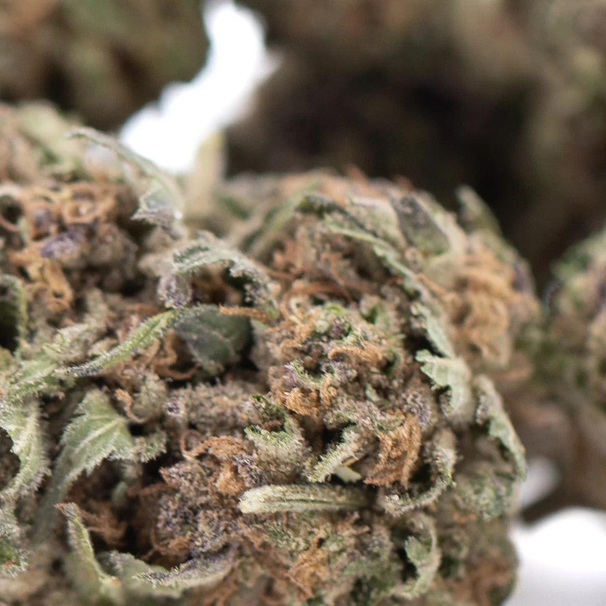Tropical punch small dense green and brown thca flower hemp flower with frosty white trichome coating