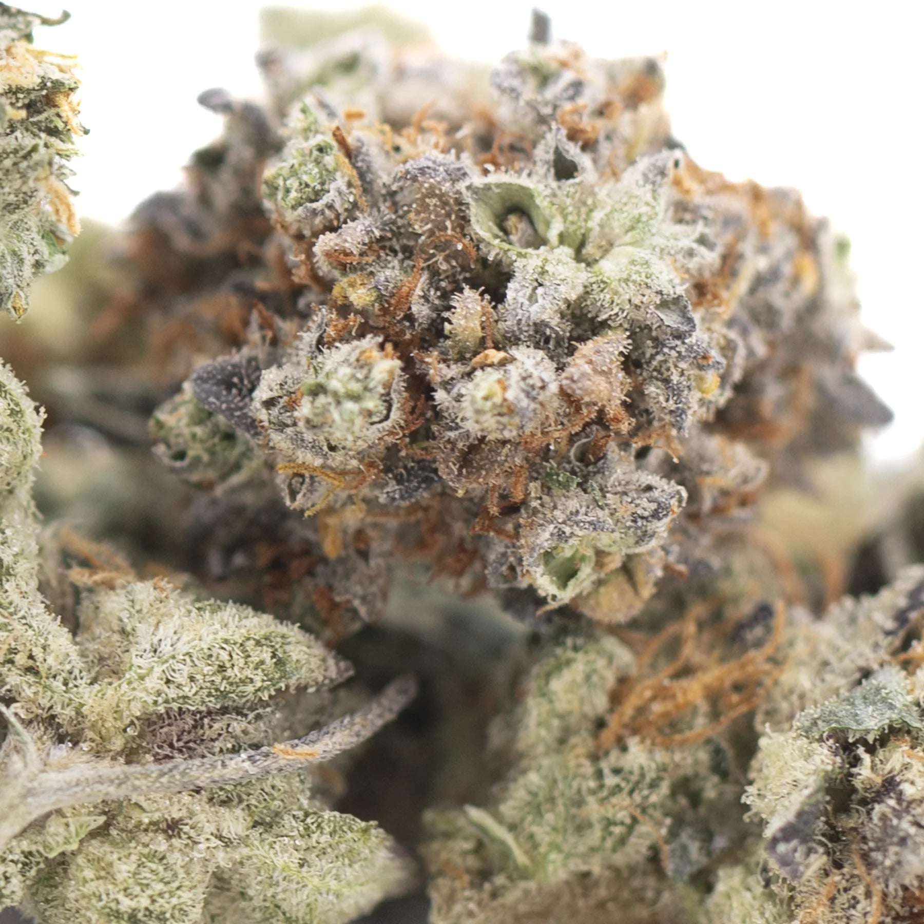 Dense frosty truffle dawg indoor thca flower hemp flower with green and brown hues and crystalline trichomes