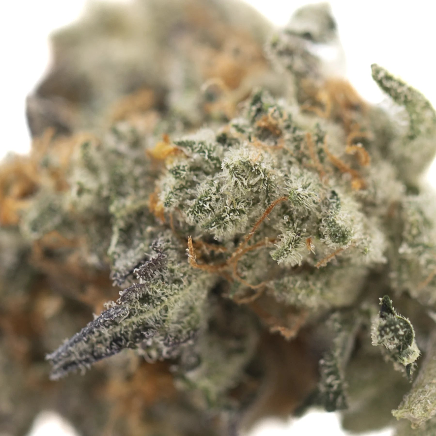 A dense frosty truffle dawg indoor thca flower with green and orange hues featuring hemp flower and oregon blueberry notes