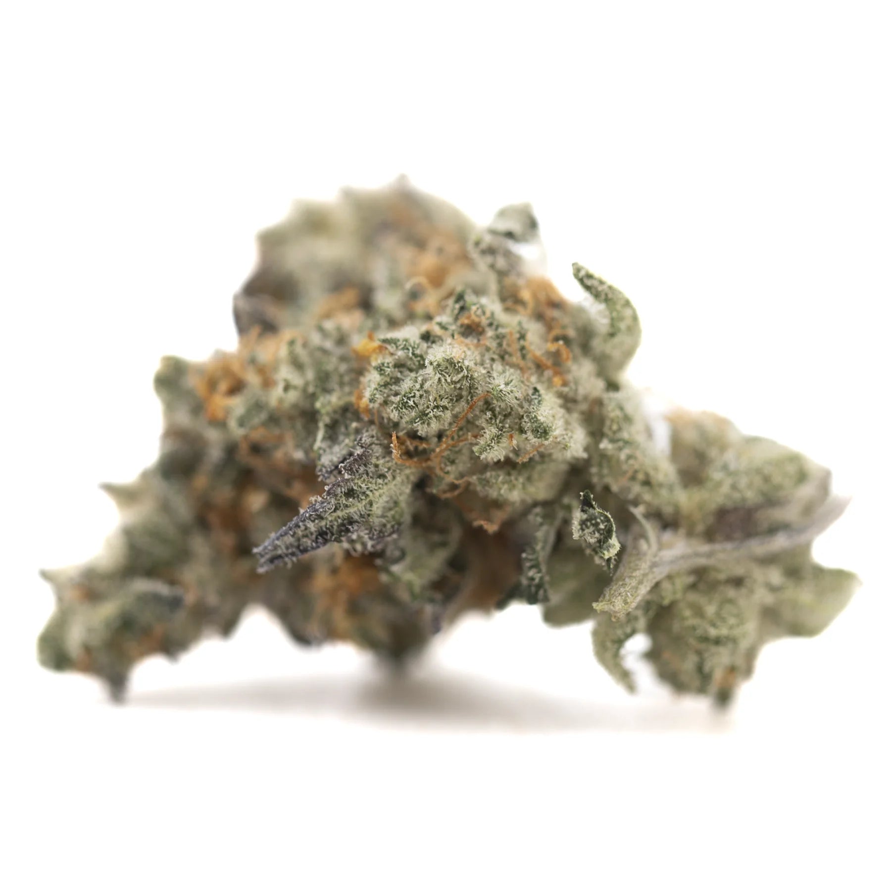 A dense frosty green truffle dawg indoor thca flower with orange pistils resembling oregon blueberry hemp flower