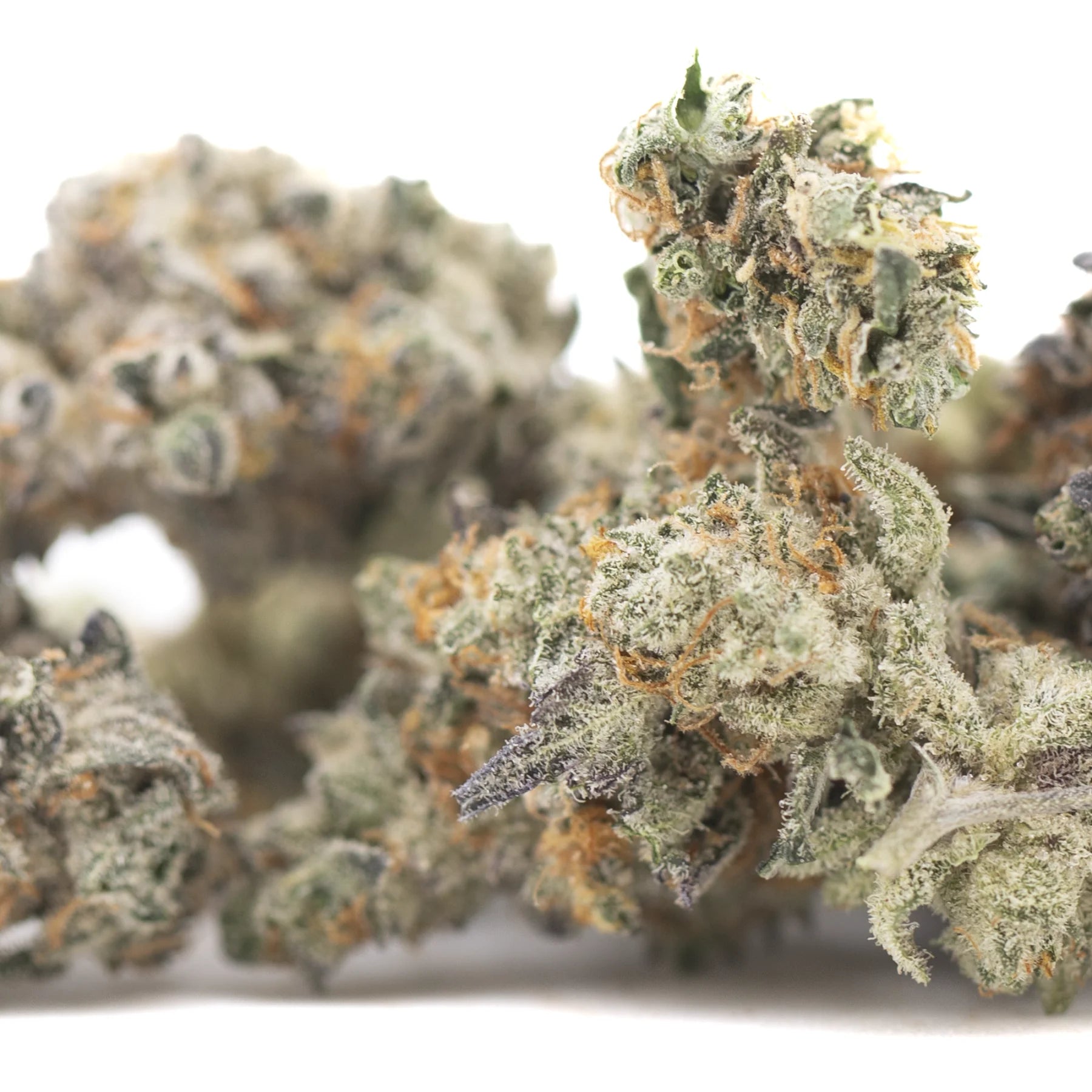 Lush dense truffle dawg indoor thca flower buds with frosty green and orange hues and hints of oregon blueberry and mountain huckleberry