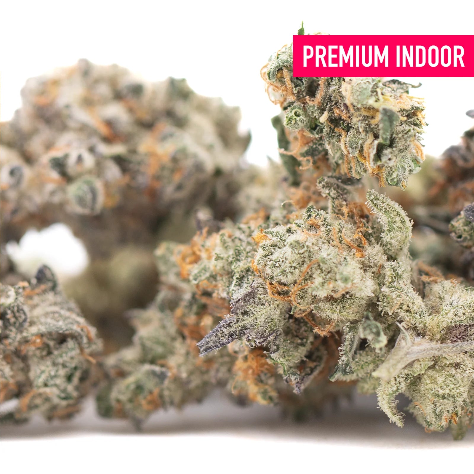 Premium truffle dawg indoor thca flower with dense frosty green and orange buds featuring oregon blueberry aromas