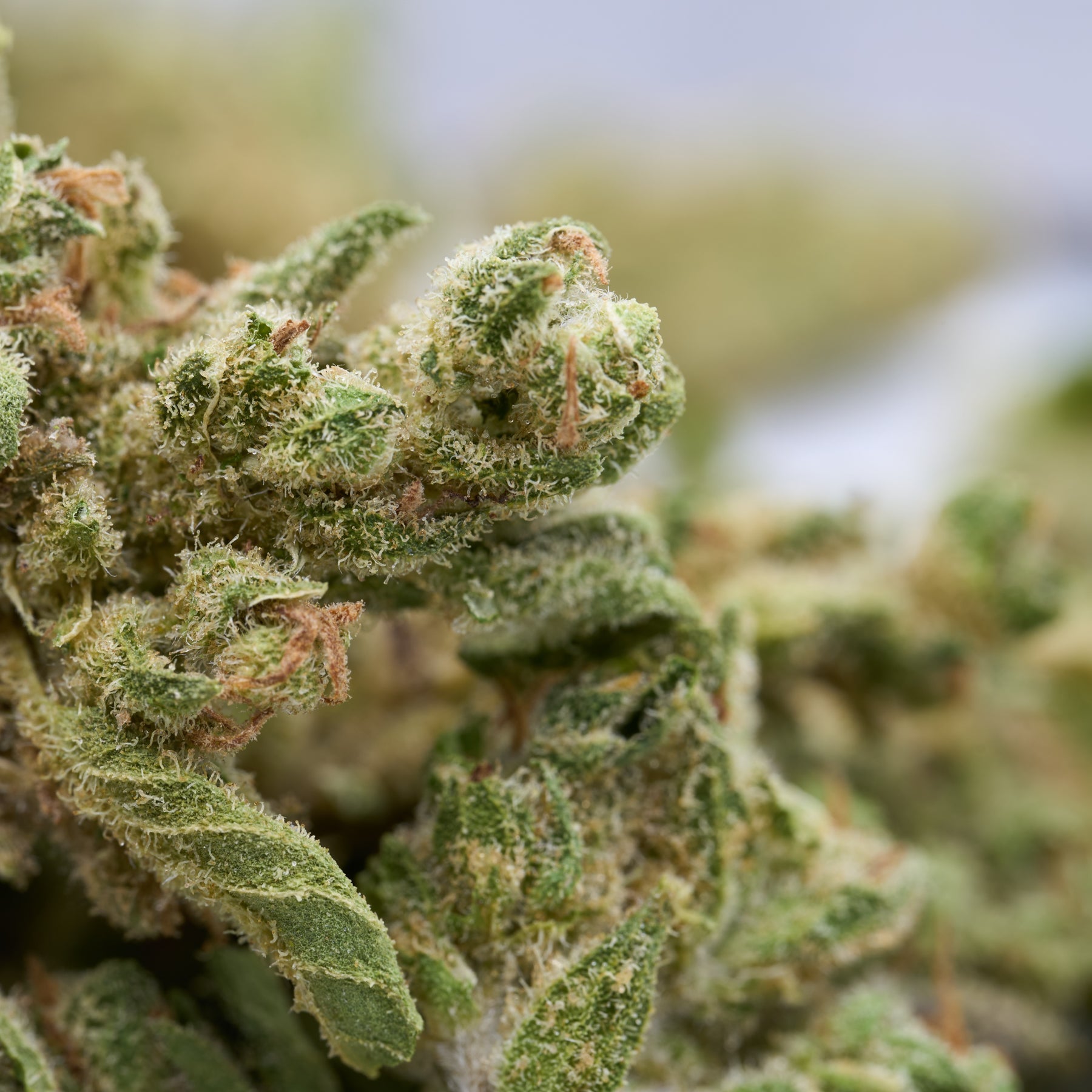 Tune CBD Hemp Flower Smalls - Plants