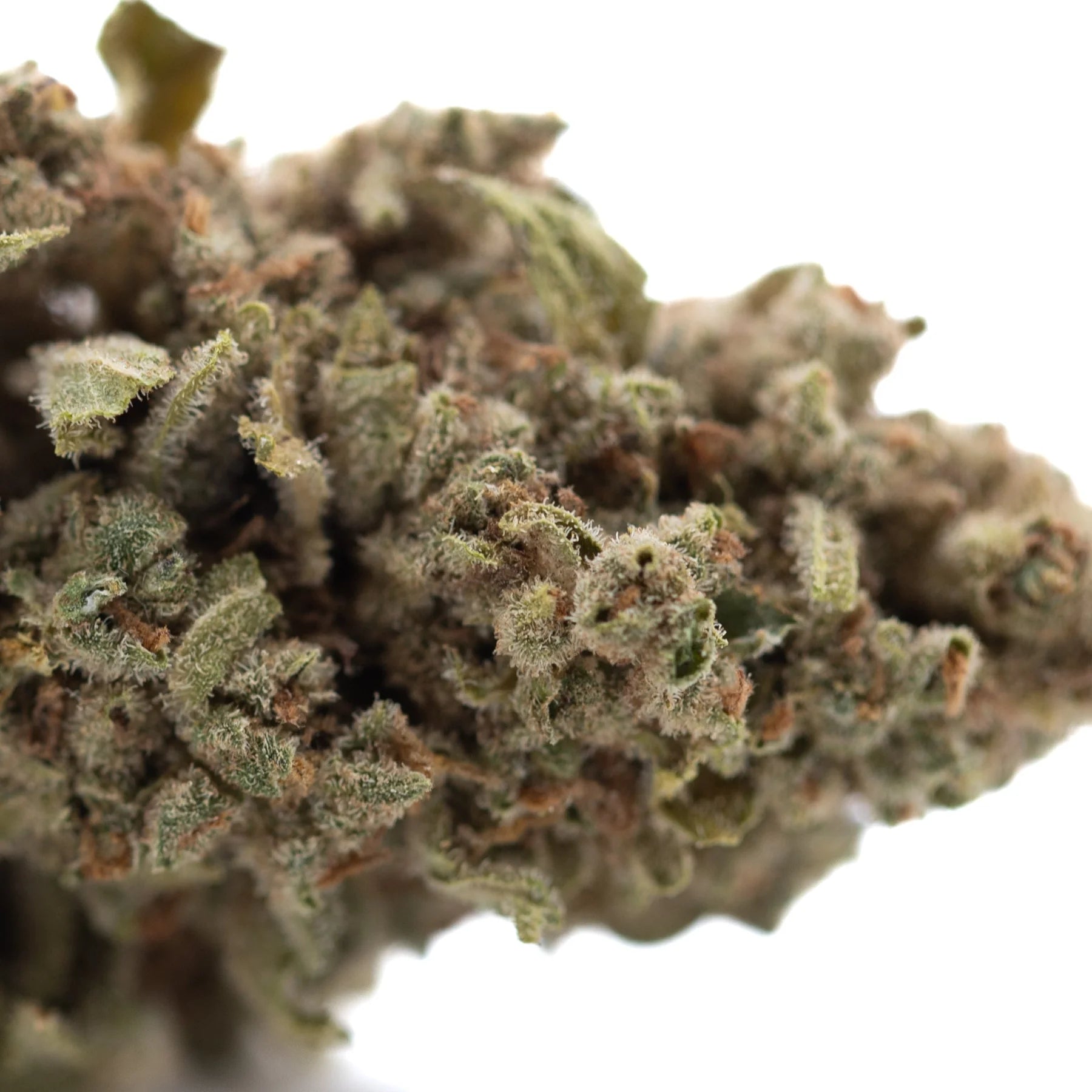 A dense frosty turtle taffy thca flower wholesale hemp bud with green and brown hues covered in fine trichomes