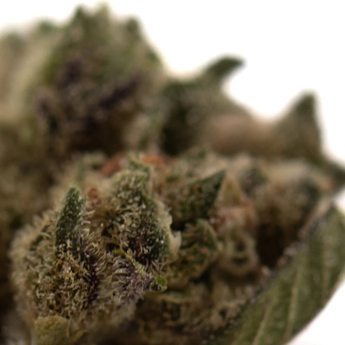 A dense green turtle taffy thca flower hemp flower bud with frosty white trichomes and purple undertones