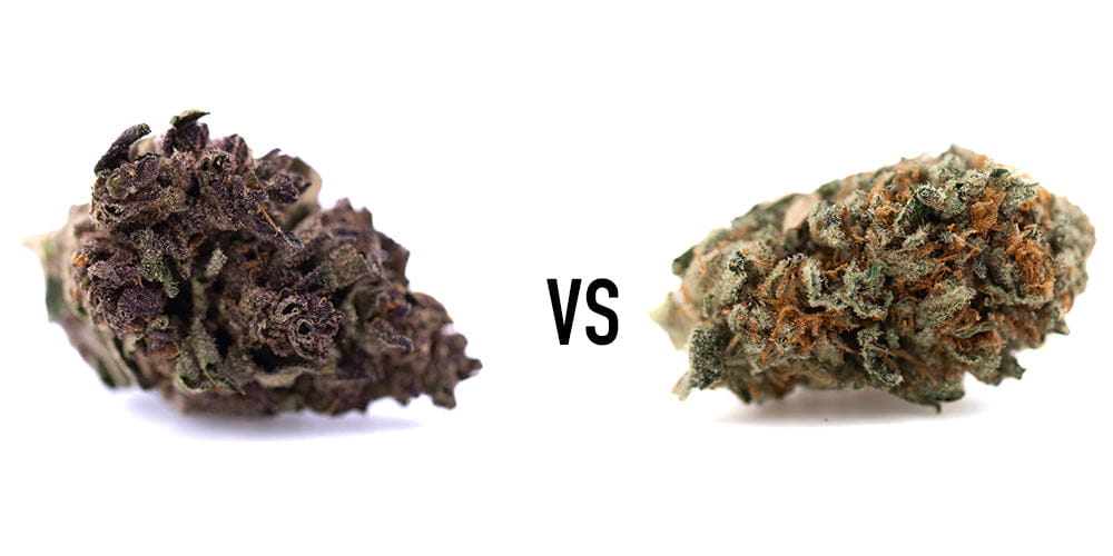 Greenhouse vs Indoor THCA Flower