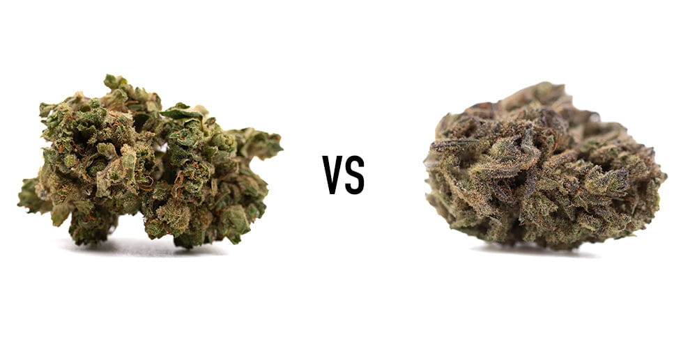 Maverick CBD vs RNA CBD Hemp Flower