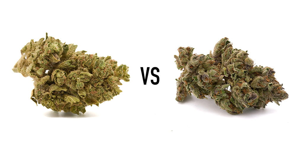 Inferno THCa Greenhouse vs Lucky Charms THCa Full-Term
