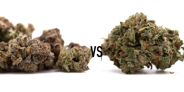 Money Ball vs Canal Street Runtz THCa Flower