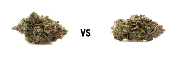 New Premium Indoor THCa Flower: