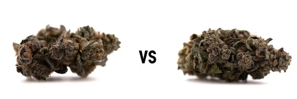 Poppin' Bottlez #2 vs Guava Z