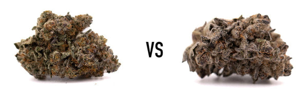 Cherry Pie vs Peach Tree THCa Indoor Flower