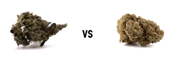 Indoor vs Outdoor THCA Flower