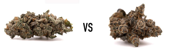 Street Tarts vs Giggle Gas THCa Flower