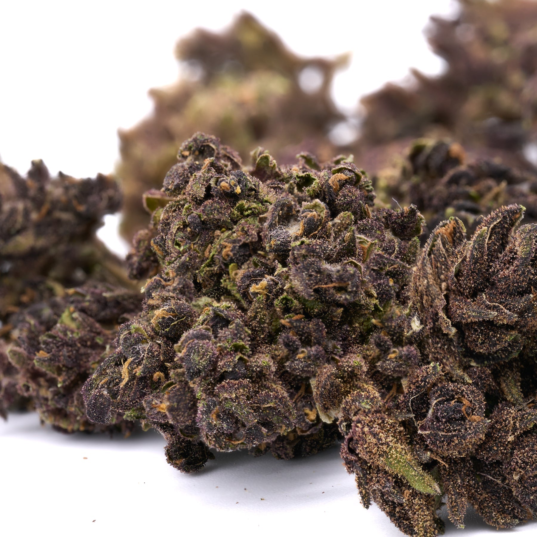 Ultra Pink Hemp Flower - Plants