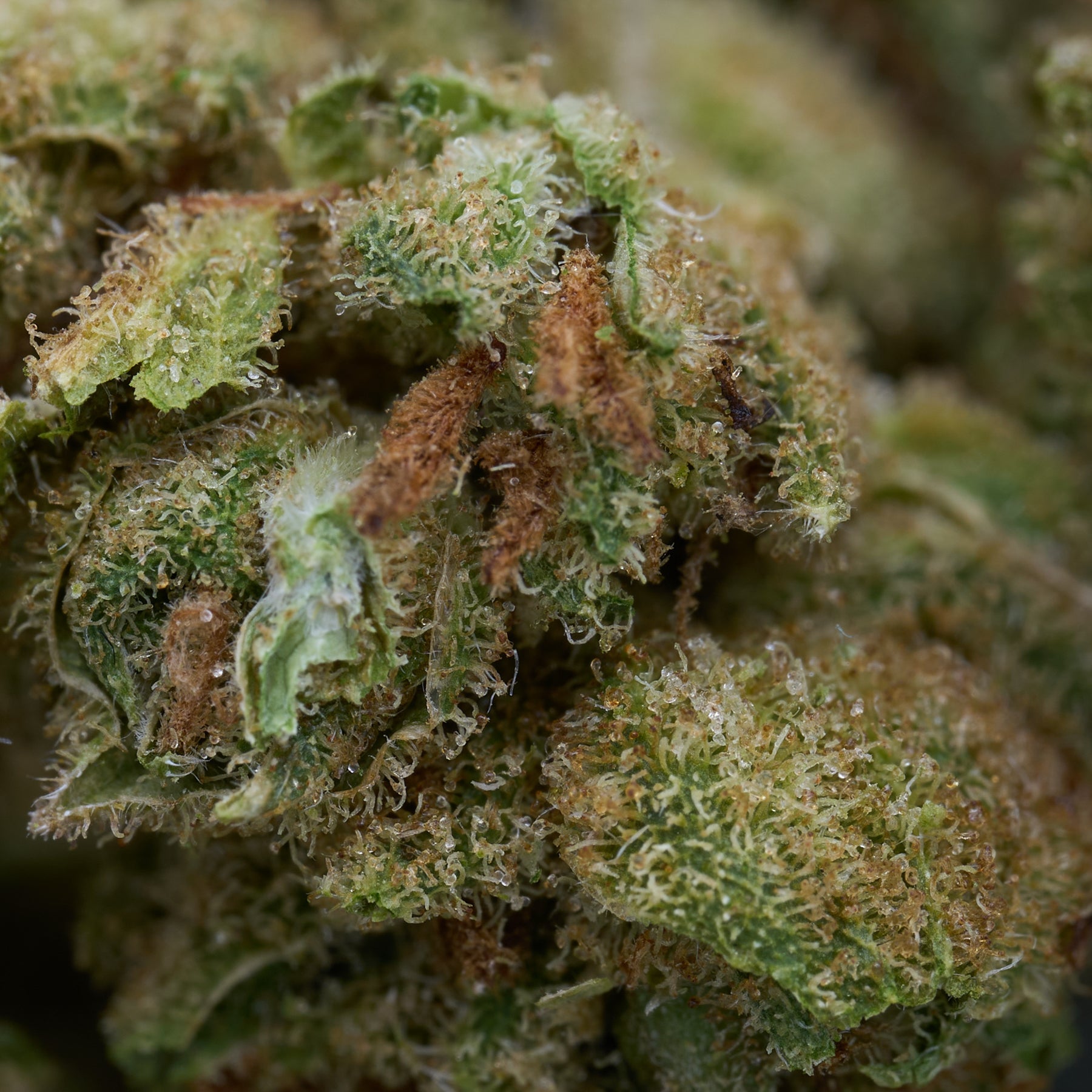 Vanilla Frosting THCa Smalls Hemp Flower - Plants