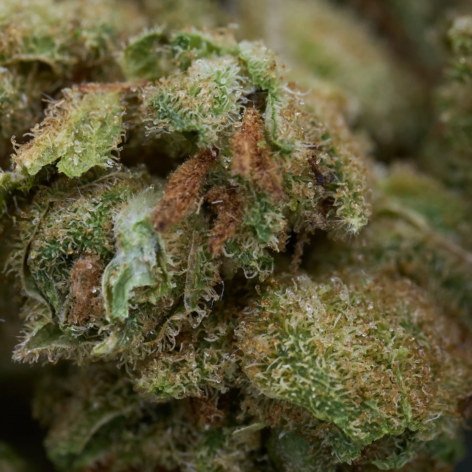 Vanilla Frosting THCa Smalls Hemp Flower - Plants