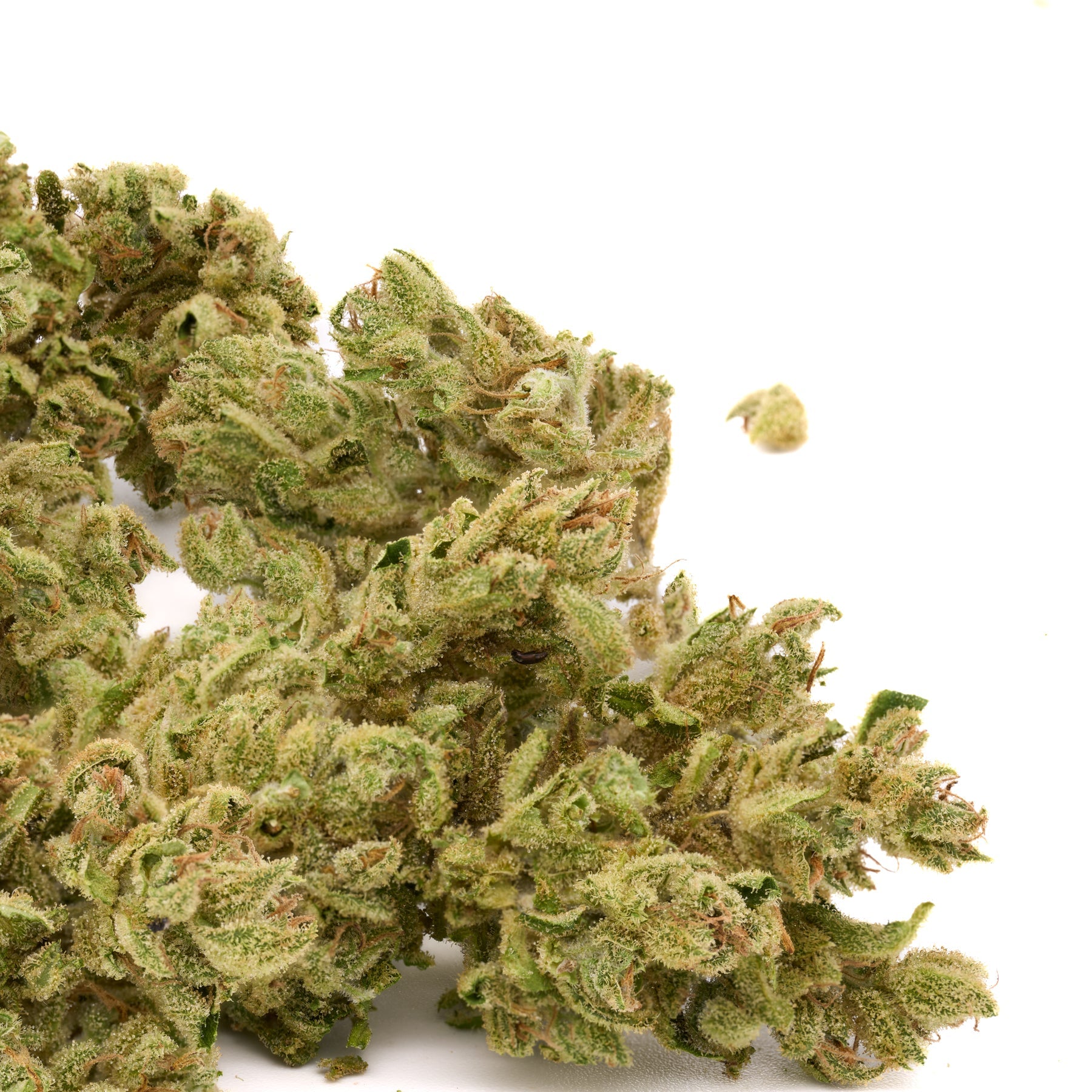 Vanilla Frosting THCa Trim Wholesale 1LB - 1 LB - Plants