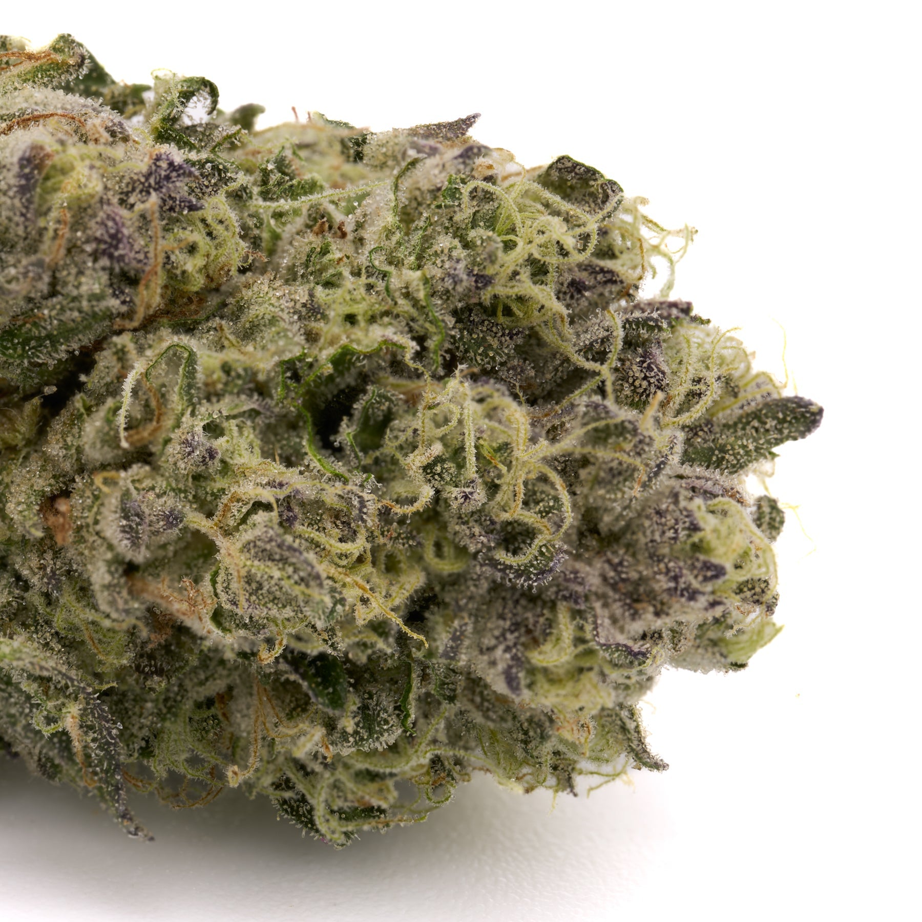 Wedding Crasher THCa Hemp Flower Greenhouse - Plants