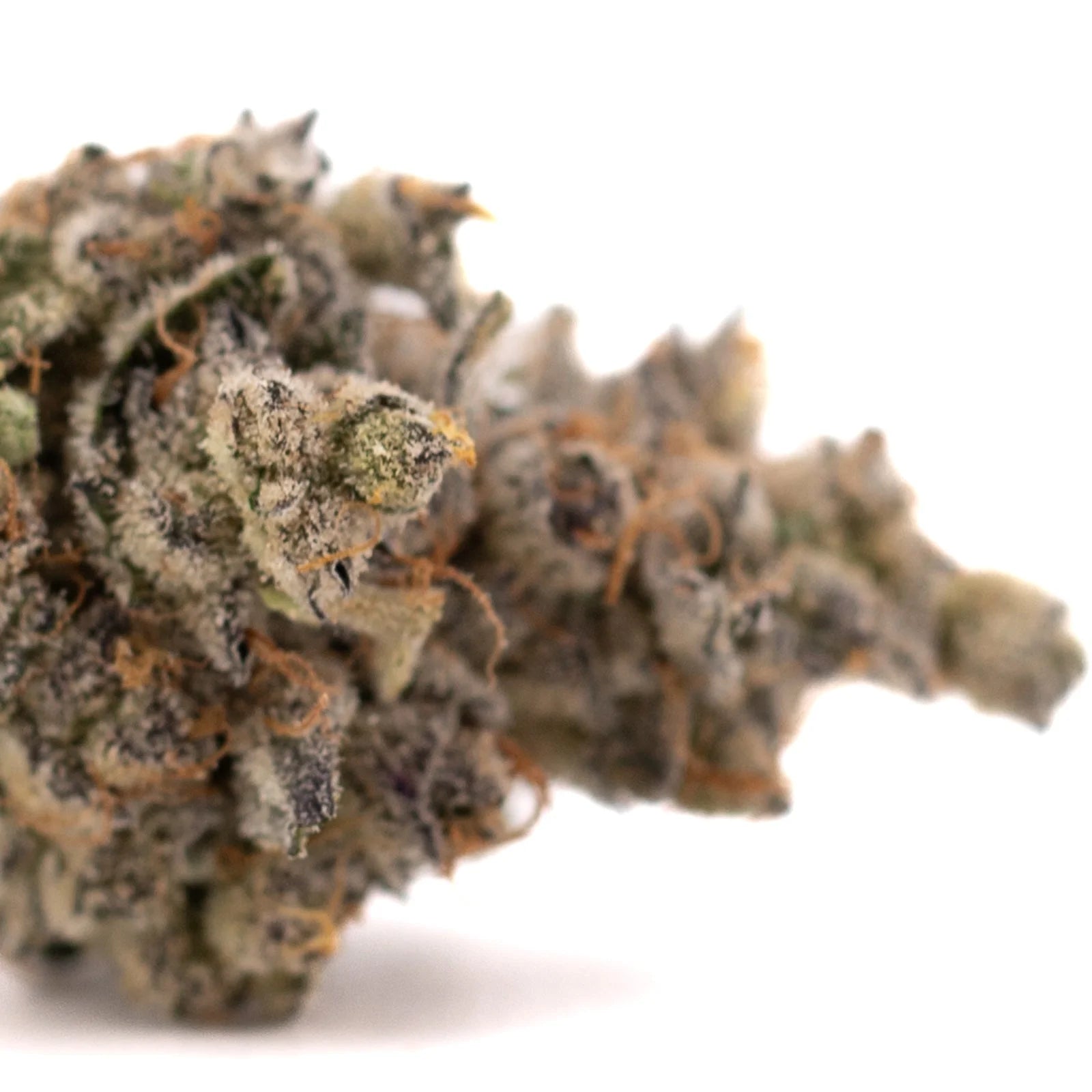 White Runtz THCa flower with trichomes and orange hairs showcasing hybrid experience