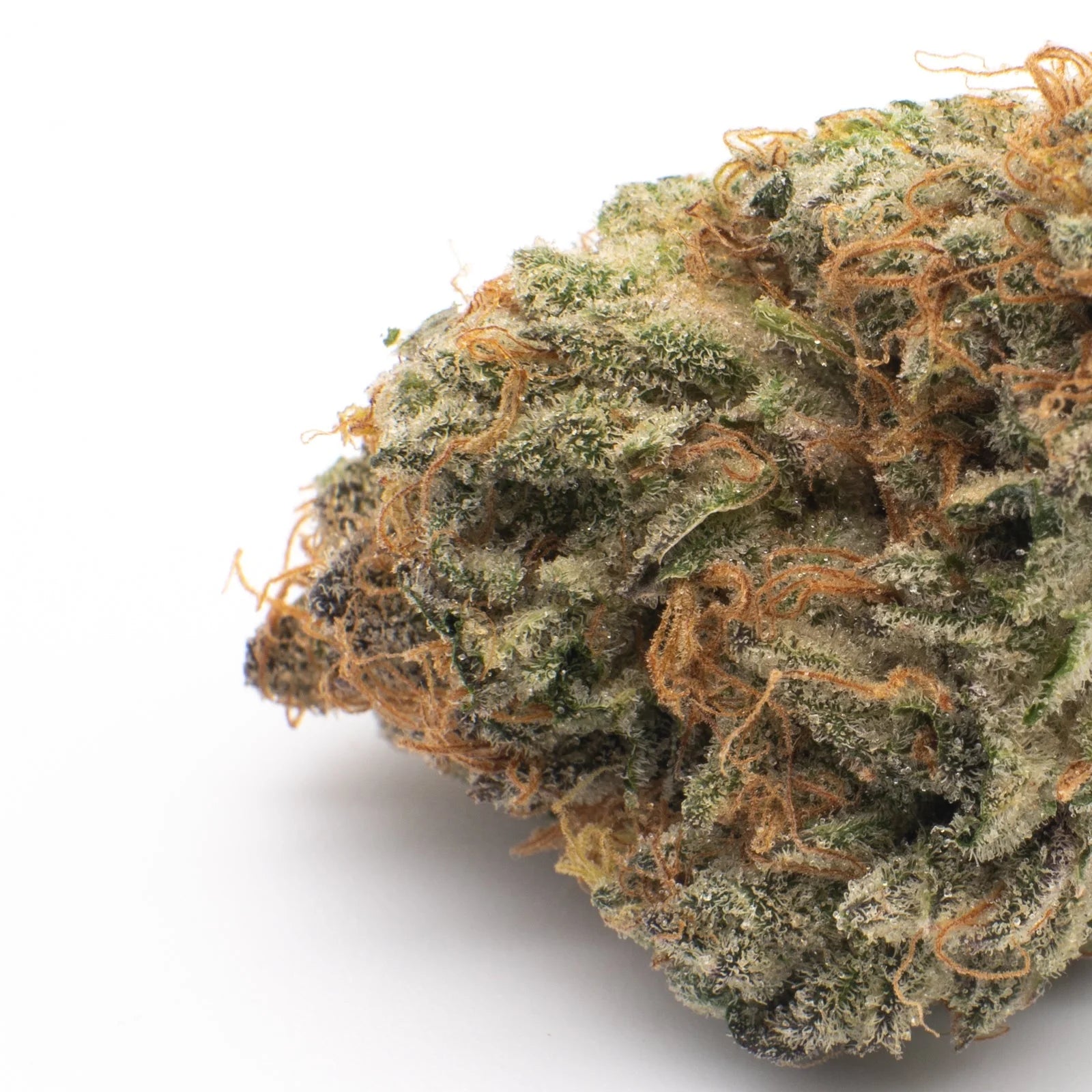 White Runtz THCa Flower Wholesale - 1/2lb - Plants