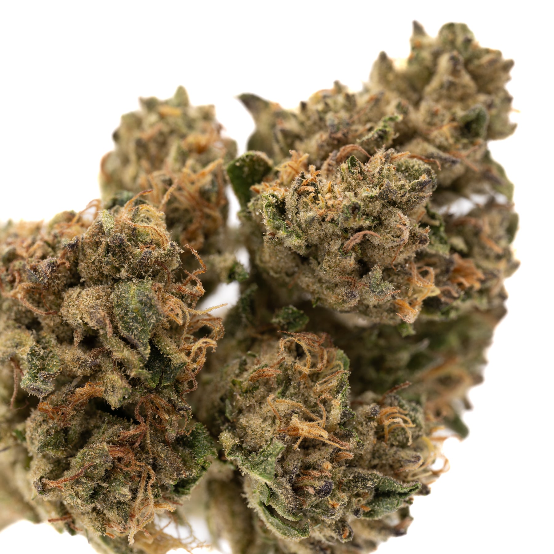 White Runtz THCa Hemp Flower Wholesale - Plants