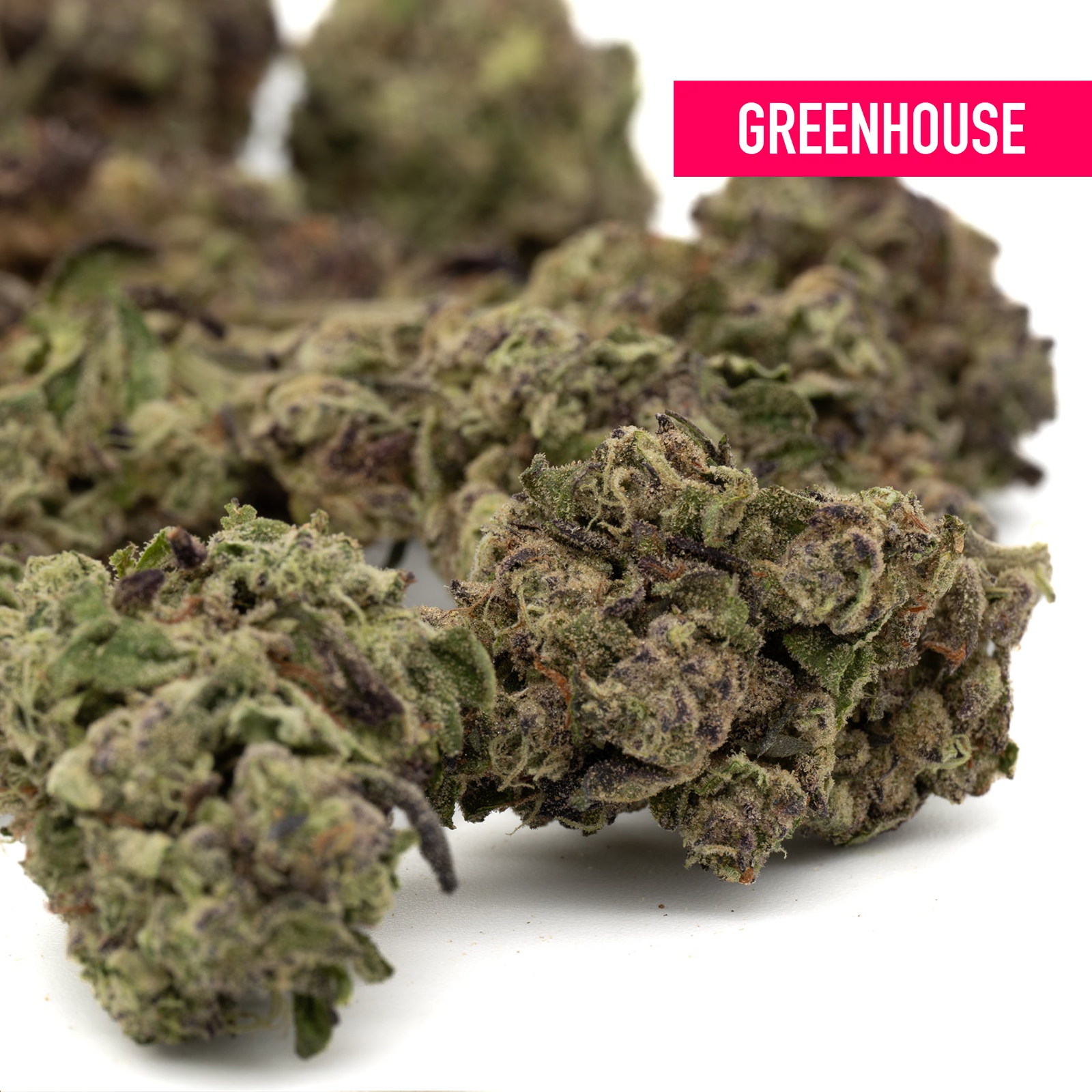 White Truffle hemp flower buds with Greenhouse label in White Truffle THCa Flower product