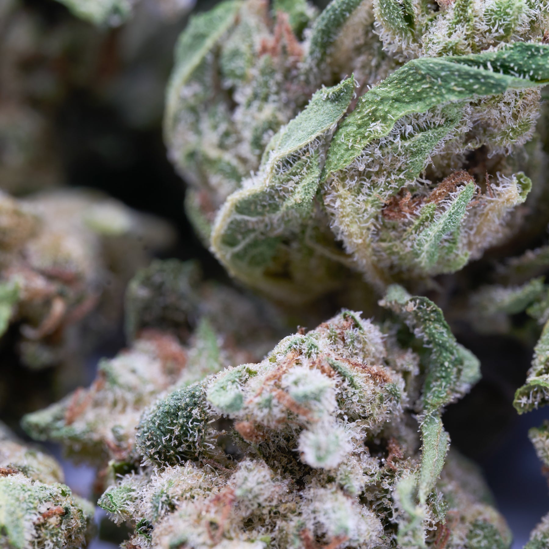 Close-up of vibrant green Orchard Illusions White Truffle THCa Hemp Flower Smalls with white trichomes and orange pistils