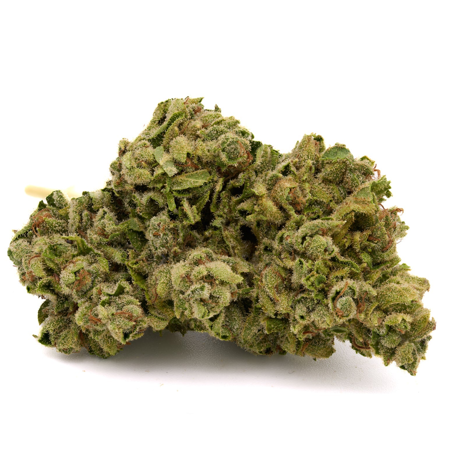 White Truffle THCa Flower Wholesale with dense orchard-lime synergy cannabis bud covered in trichomes