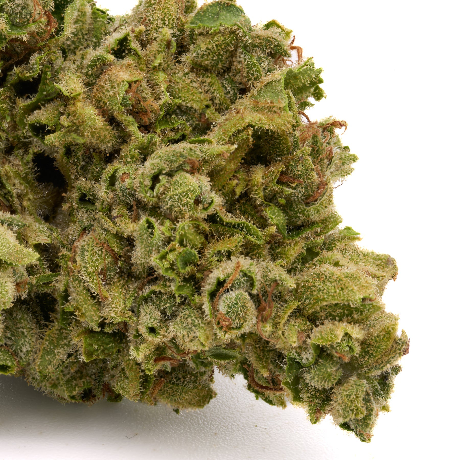 Dense white truffle THCa flower with vibrant green hues and orange pistils, orchard-lime synergy