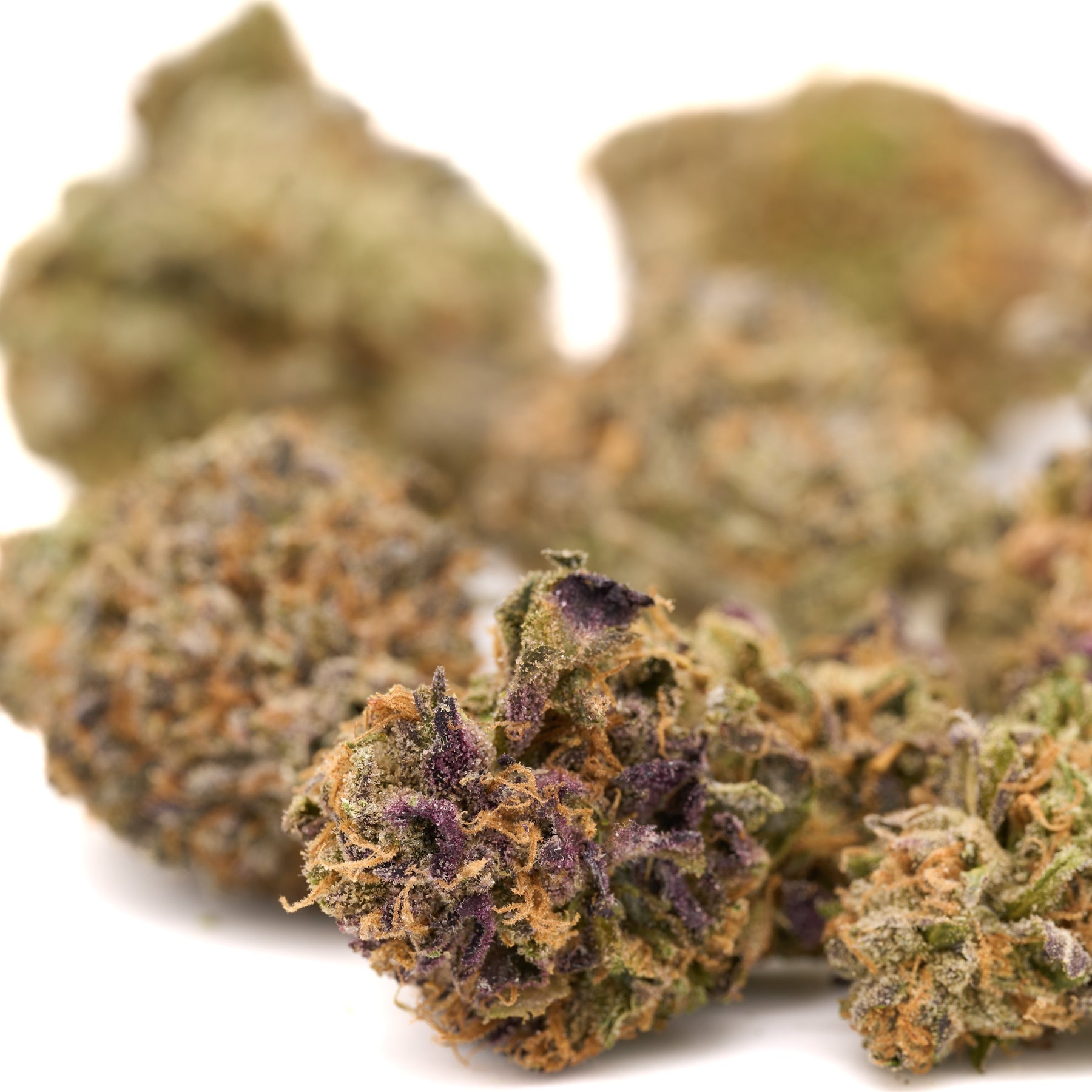 White Widow Indoor THCa Flower - Plants