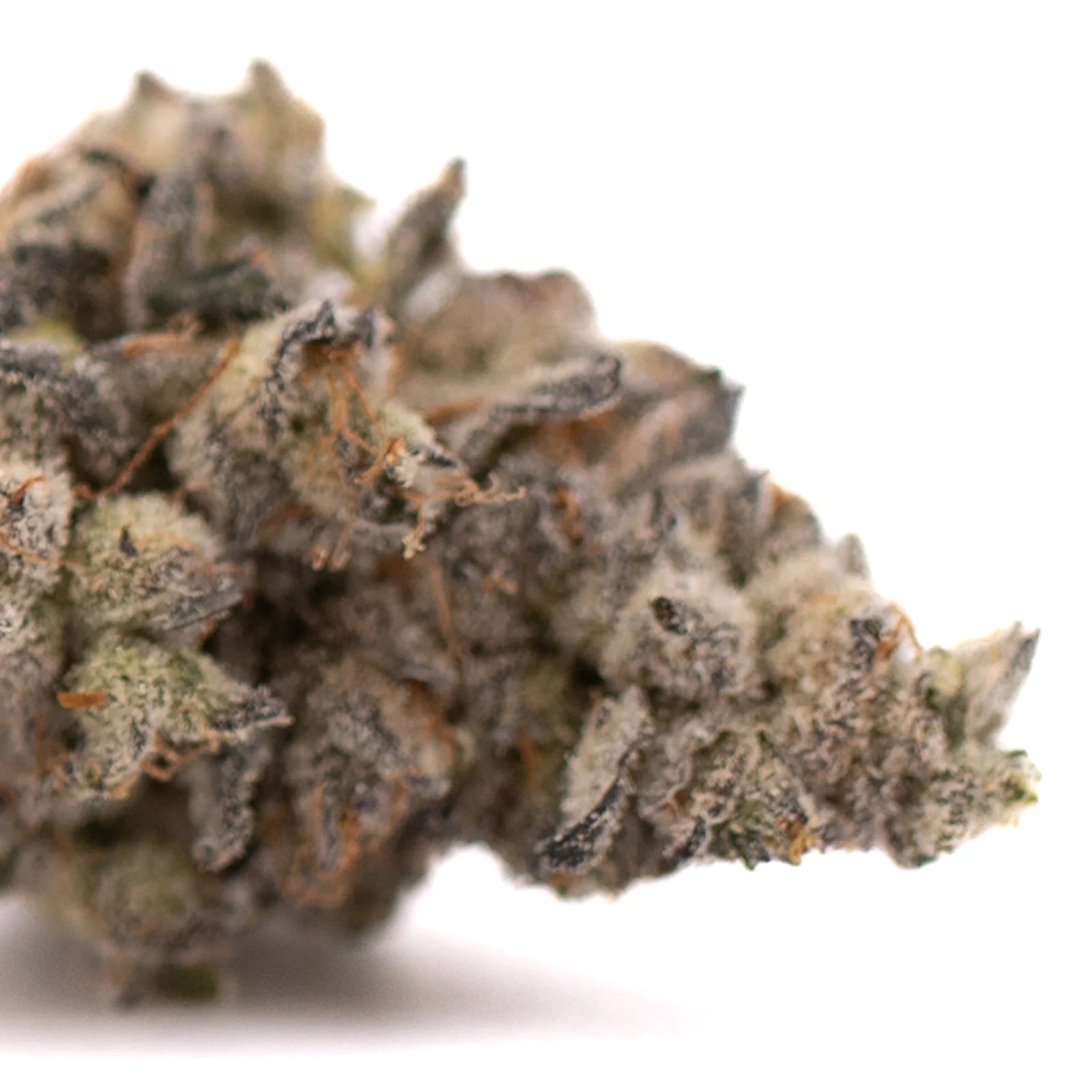 White Widow Max’s dense indoor THCA flower with trichomes and pungent floral aroma