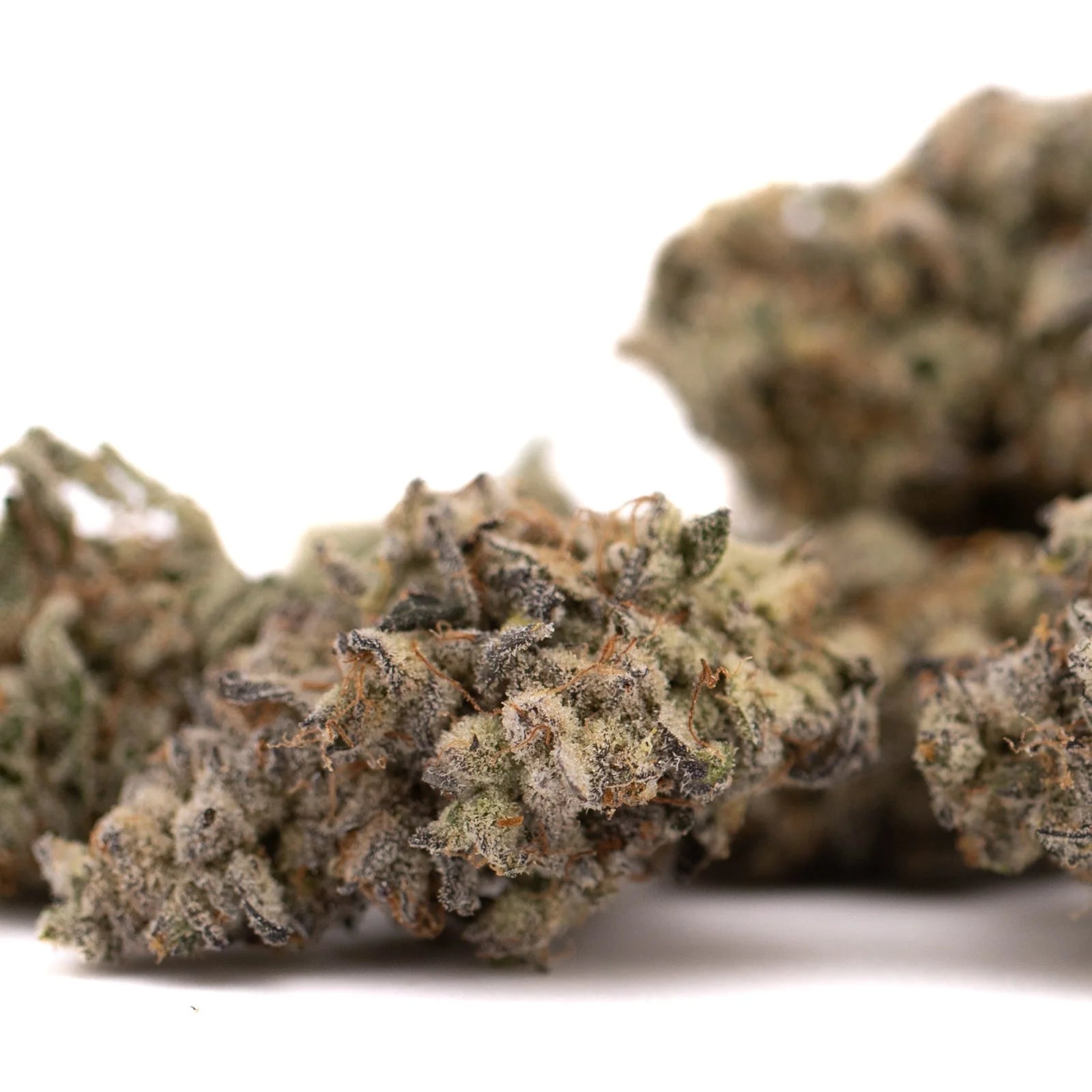 Dried White Widow Max Indoor THCa Flower buds with trichomes and orange hairs for pungent floral aroma