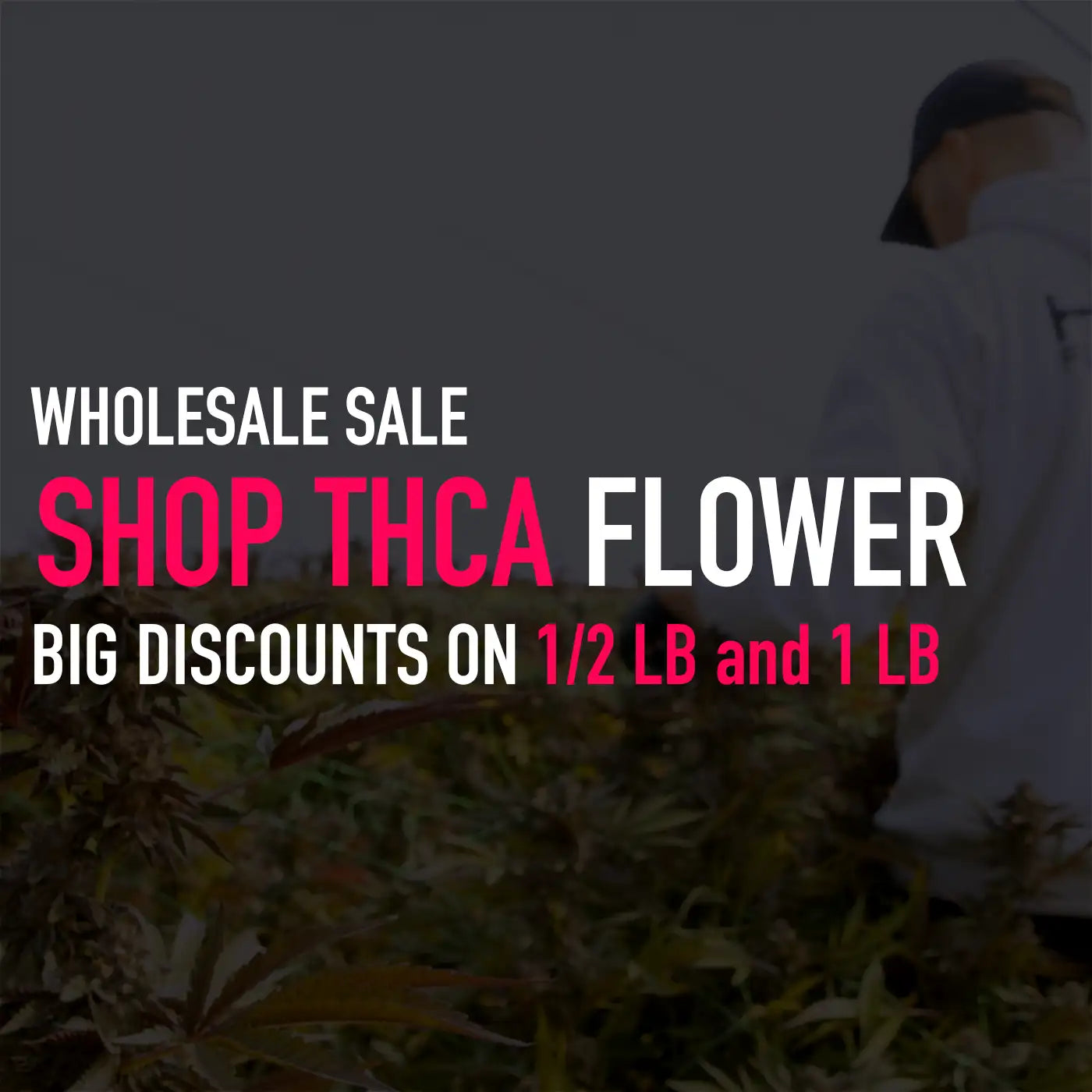 Hemp Flower Co. THCa Flower Deals: THCa, CBD, Delta 8 - THCA Wholesale